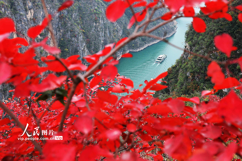 重慶巫山：紅葉正艷【3】