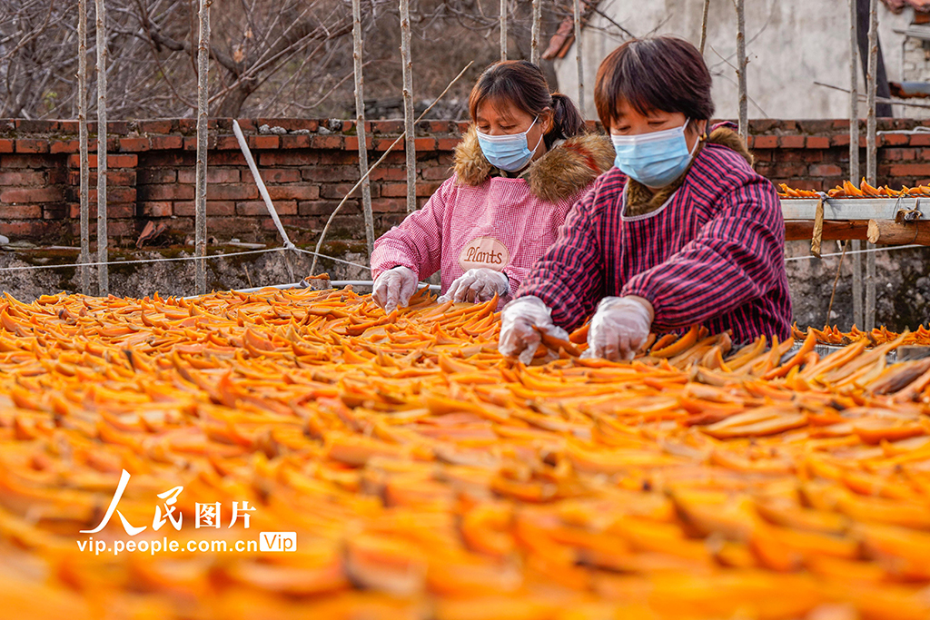 河北遵化：山地紅薯加工轉(zhuǎn)化助增收【7】