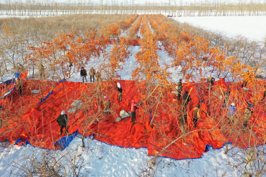 12月16日，黑龍江北大荒農(nóng)業(yè)股份有限公司友誼分公司的種植戶在采收沙棘果（無人機(jī)照片）。