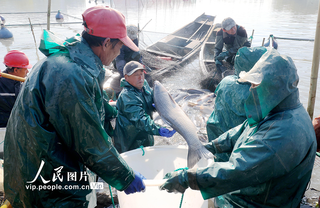 浙江德清：冬捕鮮魚 供應市場【3】