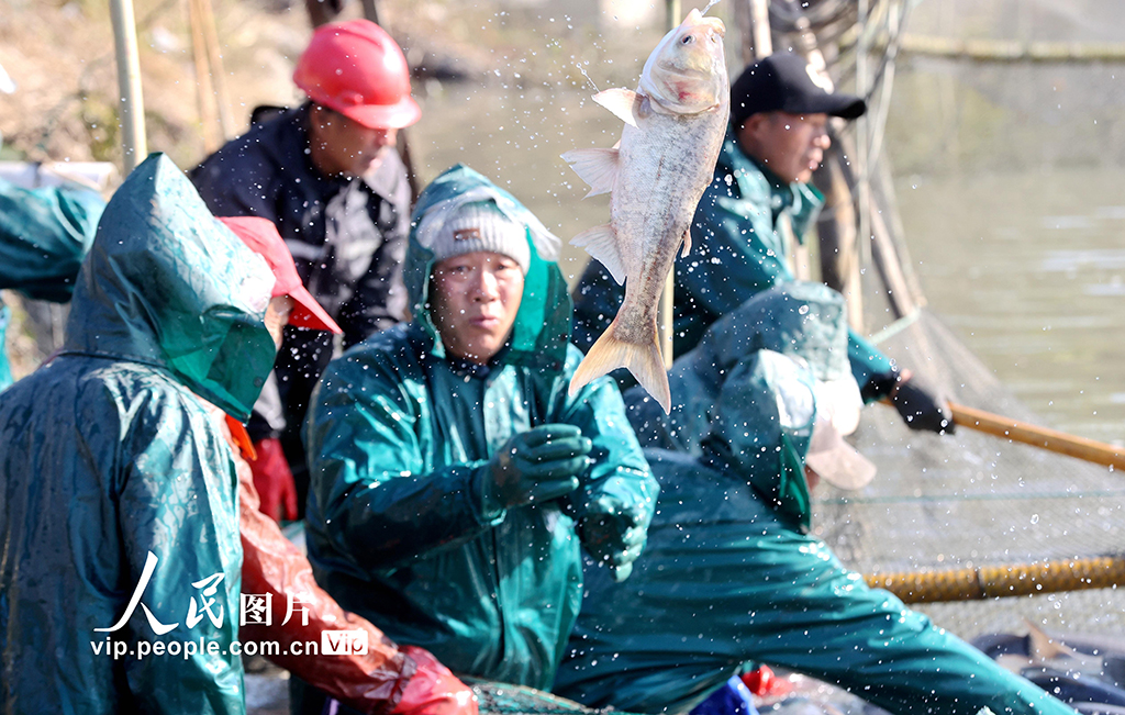 浙江德清：冬捕鮮魚 供應(yīng)市場【4】