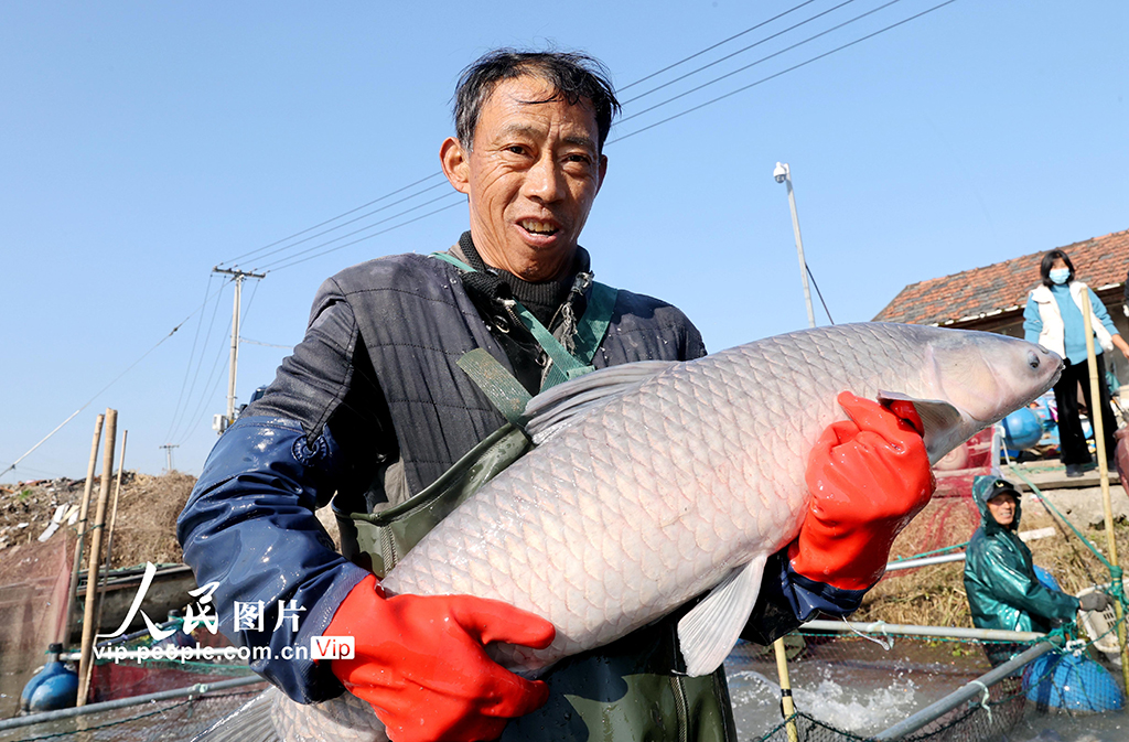 浙江德清：冬捕鮮魚 供應(yīng)市場【9】