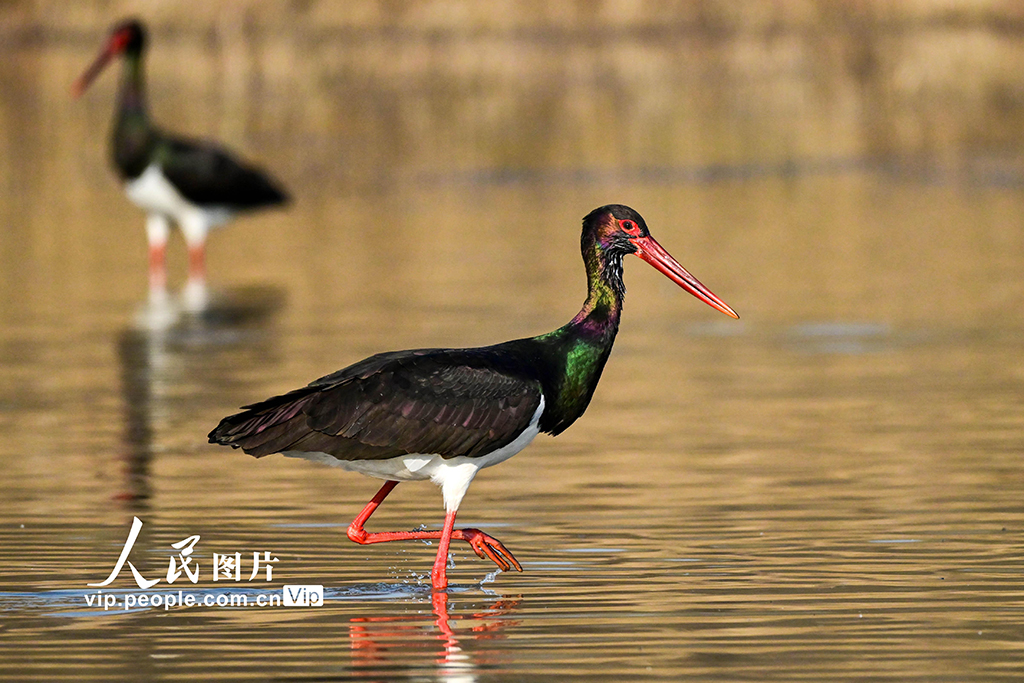 河南洛陽：黑鸛現(xiàn)身黃河濕地【5】