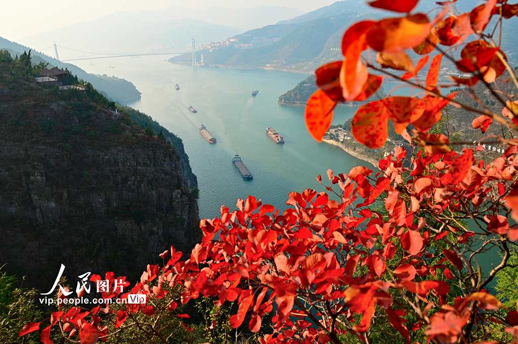 重慶：紅葉點(diǎn)綴長(zhǎng)江兩岸 層林盡染美如畫