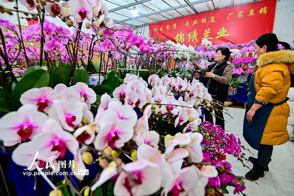 山東青州：新年臨近 鮮花俏銷