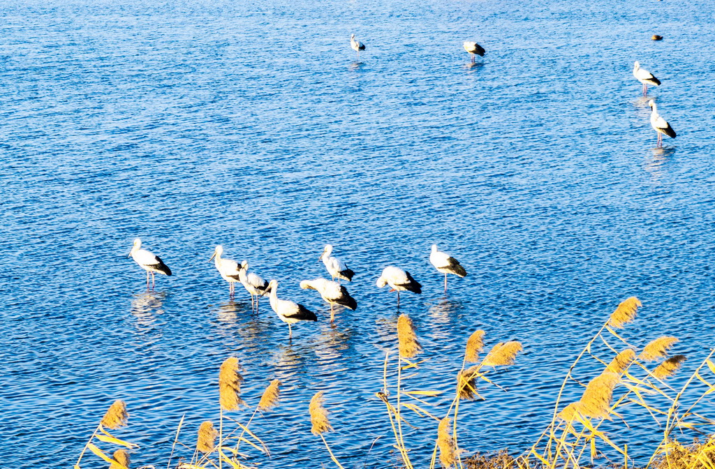 12月30日，一群東方白鸛在江蘇興化里下河國(guó)家濕地公園內(nèi)棲息、覓食（無(wú)人機(jī)照片）。