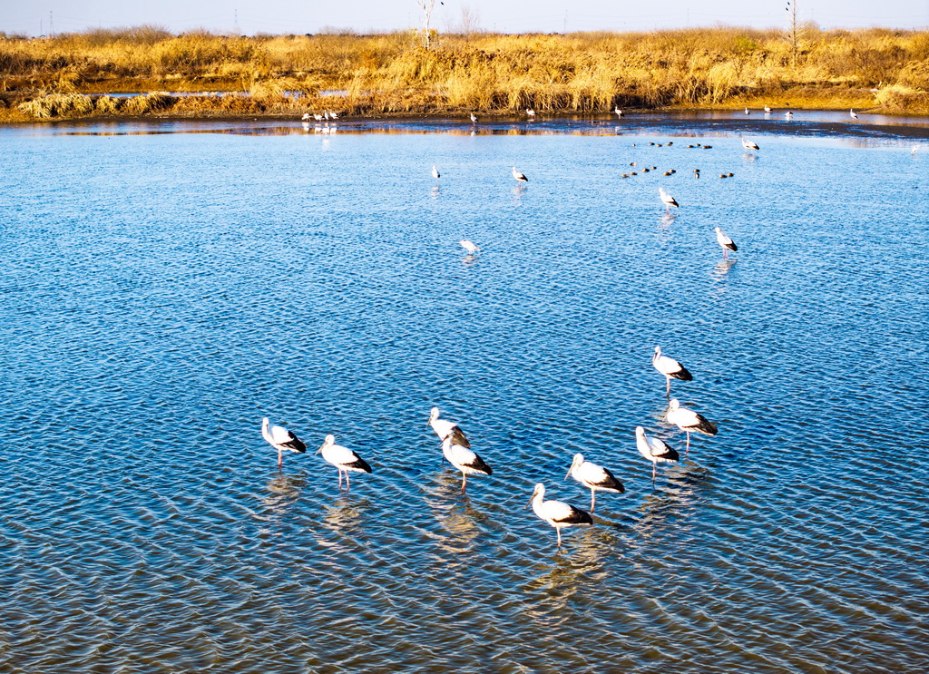 12月30日，一群東方白鸛在江蘇興化里下河國家濕地公園內(nèi)棲息、覓食（無人機(jī)照片）。