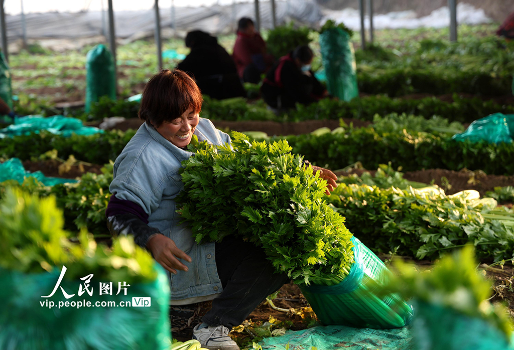 河南內(nèi)黃：蔬菜采收保供應(yīng)