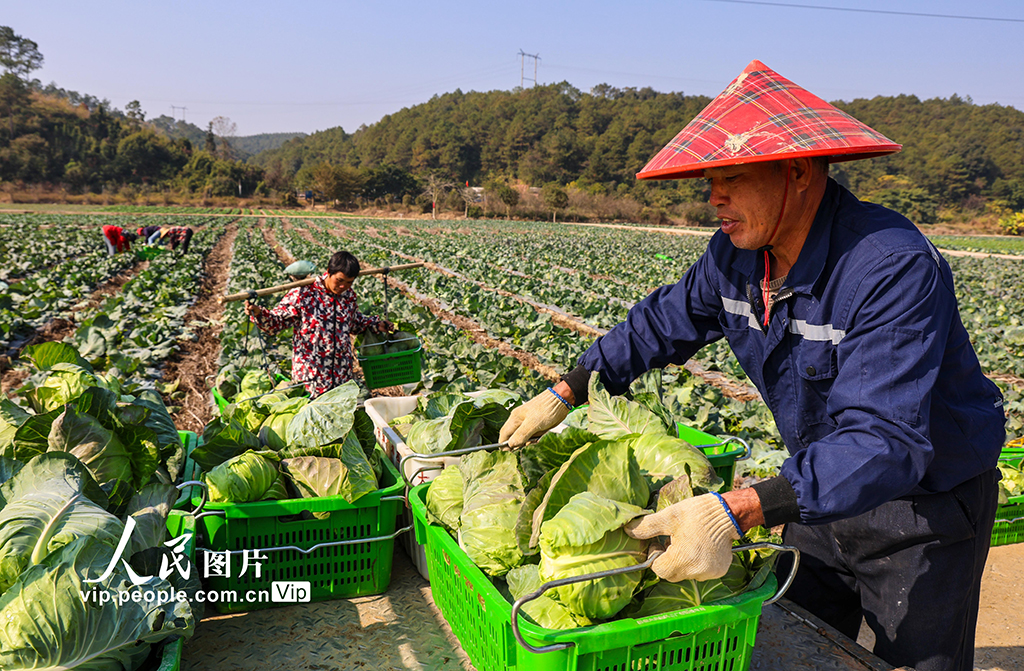 廣西梧州：冬菜豐收采摘忙【2】