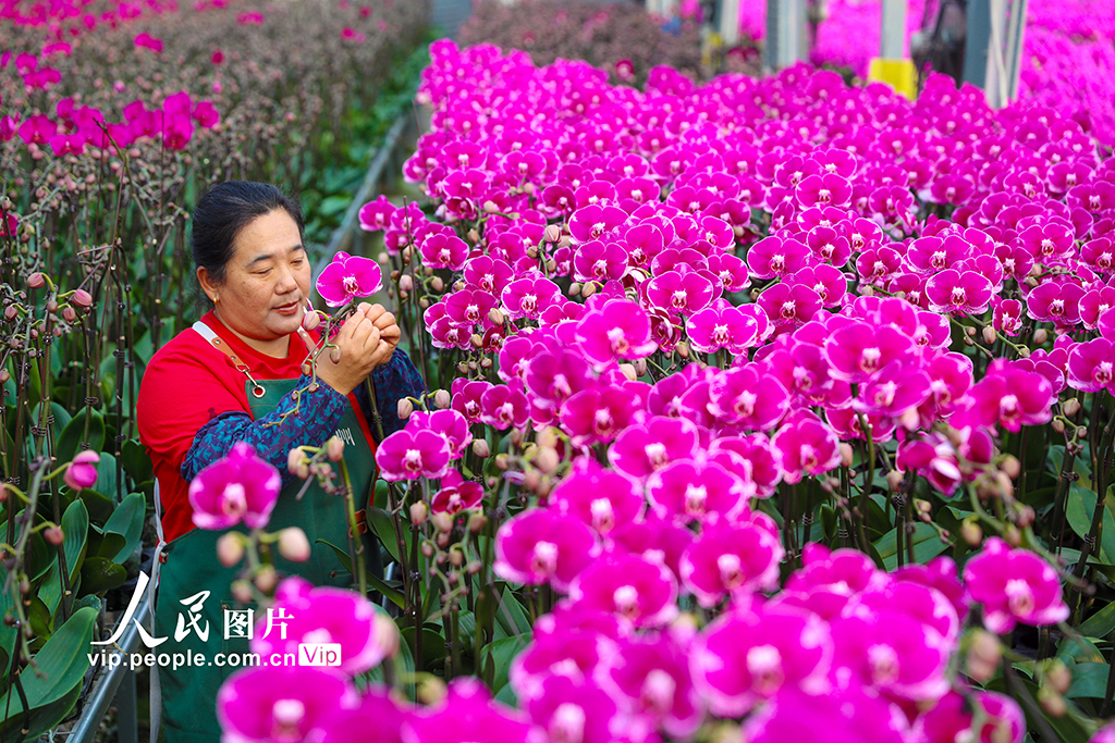 山東即墨：“花卉經(jīng)濟(jì)”產(chǎn)銷兩旺