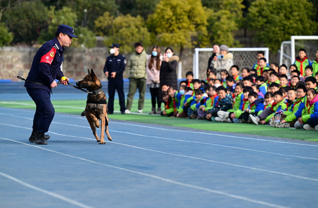 1月7日，小朋友在活動現(xiàn)場觀看警犬訓練。