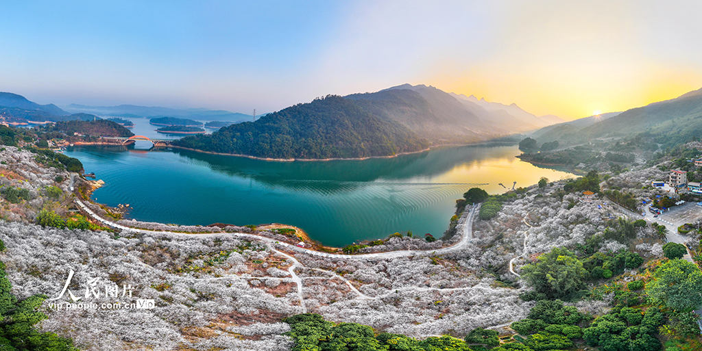 廣東廣州：梅花綻放迎客來(lái)