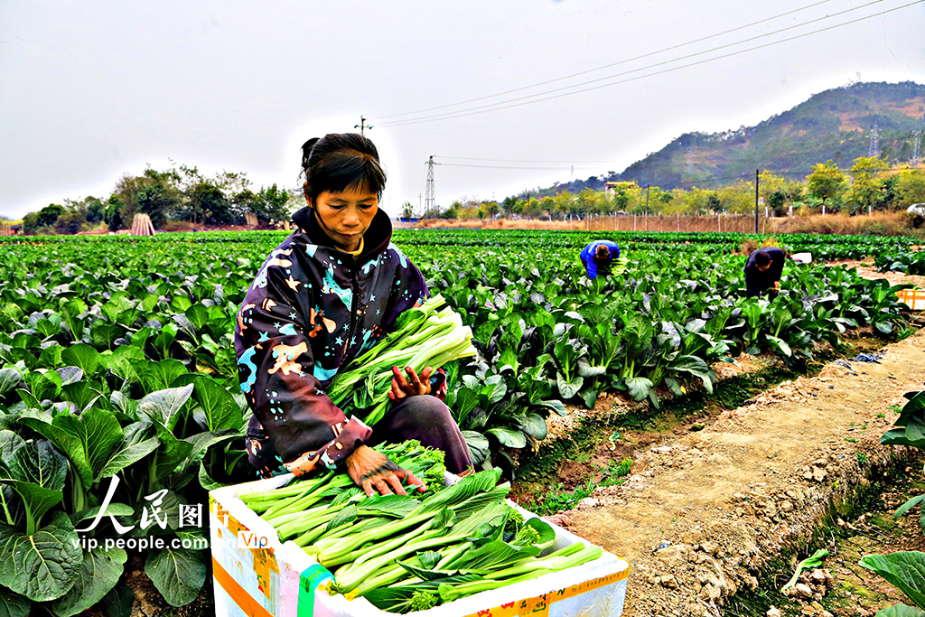 廣西蒼梧：時(shí)令蔬菜直銷(xiāo)粵港澳大灣區(qū)【2】