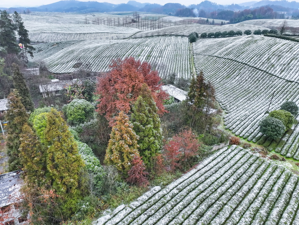 雪后茶海