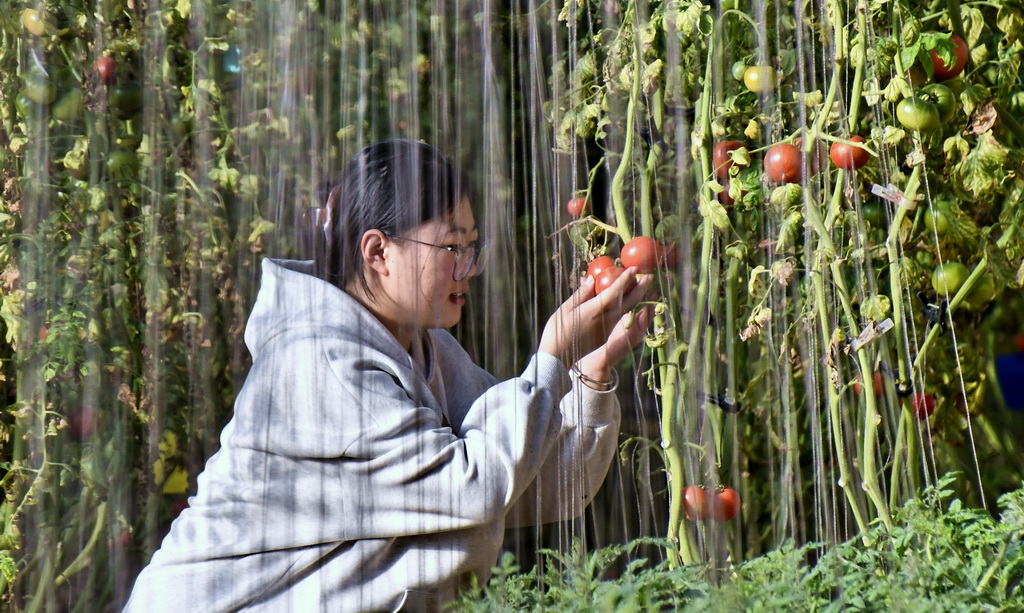 1月14日，技術人員在峰臺村一處智能溫室內觀察番茄長勢。