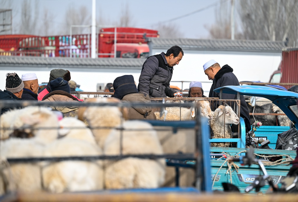 1月21日，人們在金貴集貿(mào)市場交易活羊。