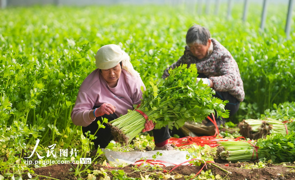 2025年1月23日，山東省鄒平市臺子鎮(zhèn)跨村聯(lián)建聯(lián)合社農(nóng)民在采收芹菜。