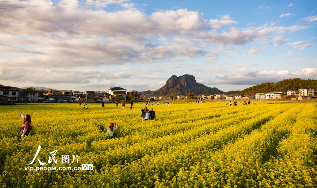 廣東平遠(yuǎn)：油菜花盛開(kāi)迎客來(lái)