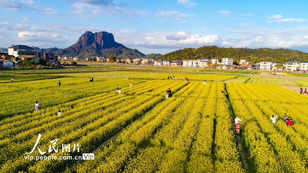 廣東平遠(yuǎn)：油菜花盛開迎客來【3】