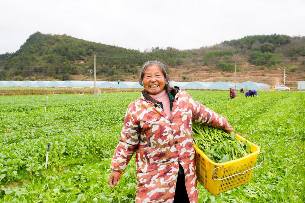 2月2日，農(nóng)民在湖南省永州市新田縣東升農(nóng)場采收菜心。新華社發(fā)（劉貴雄攝）