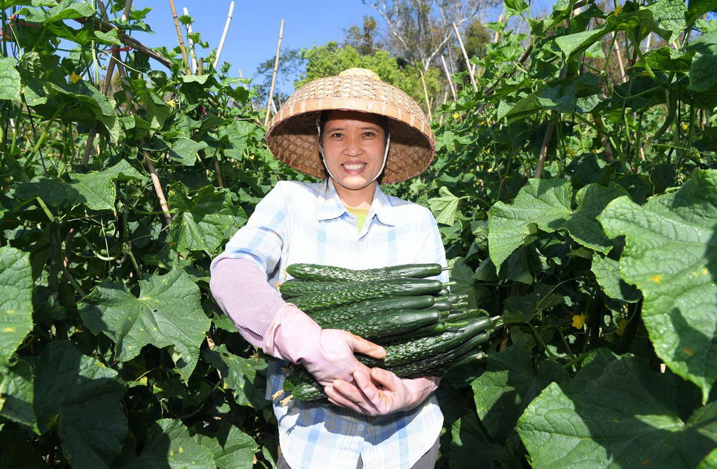 2月2日，在海南省三亞市育才生態(tài)區(qū)那受村，村民展示采摘的蔬菜。新華社記者 趙穎全 攝