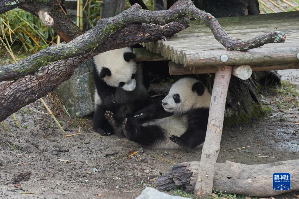 3月21日，在西班牙馬德里動物園，大熊貓“友友”和“久久”首次亮相。